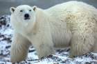 Canada, Manitoba, Churchill. Male polar bear close-up. Art Print